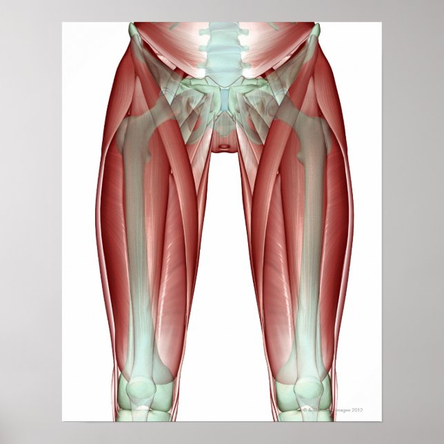 Póster Musculoskeleton of the Lower Limb (Frente)