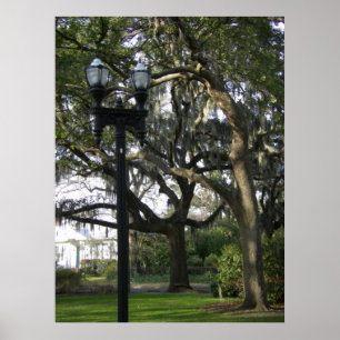 Póster musgo colgante