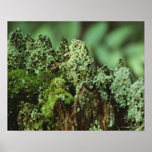 Póster Musgo verde