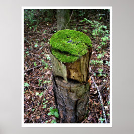 Póster Musgo verde aterciopelado