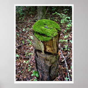 Póster Musgo verde aterciopelado