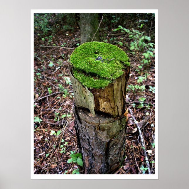 Póster Musgo verde aterciopelado (Frente)