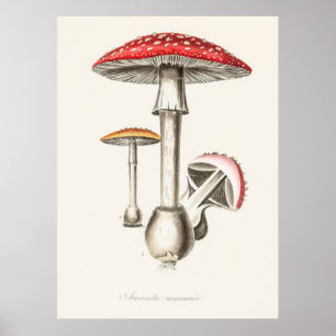 Póster Mushroom