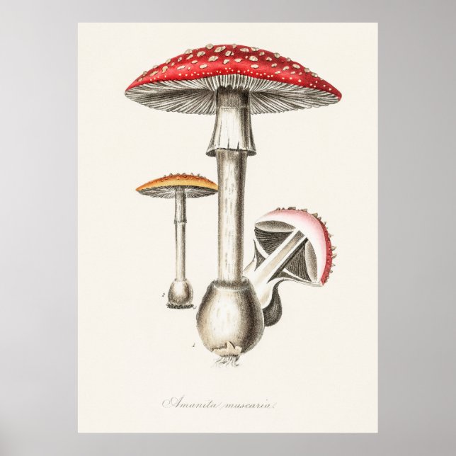 Póster Mushroom (Frente)