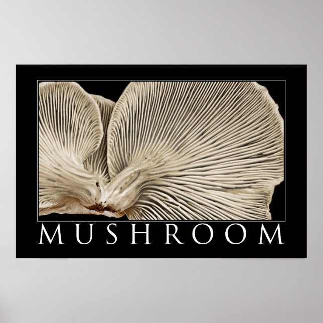 Póster Mushroom 2 (Frente)