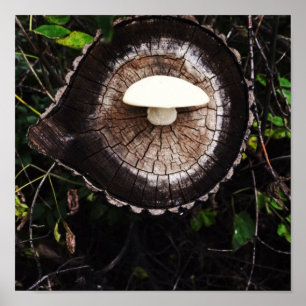 Póster Mushroom Eye