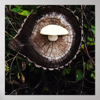 Póster Mushroom Eye