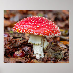 Póster Mushroom Fly Agaric o Fly Amanita Muscaria
