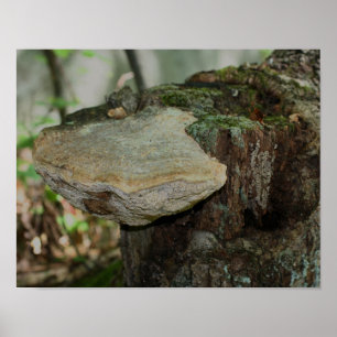 Póster Mushroom On Deed Tree Stump Nature