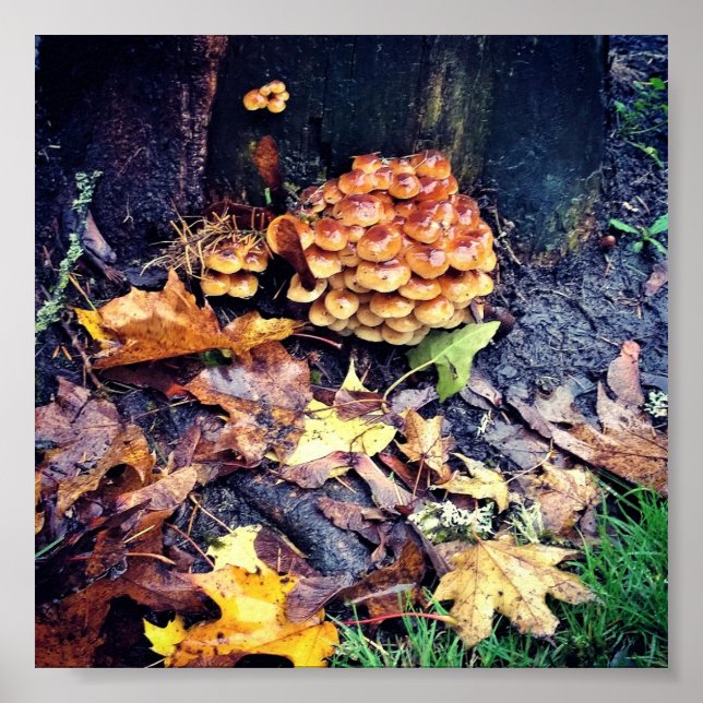 Póster Mushroom Village (Frente)