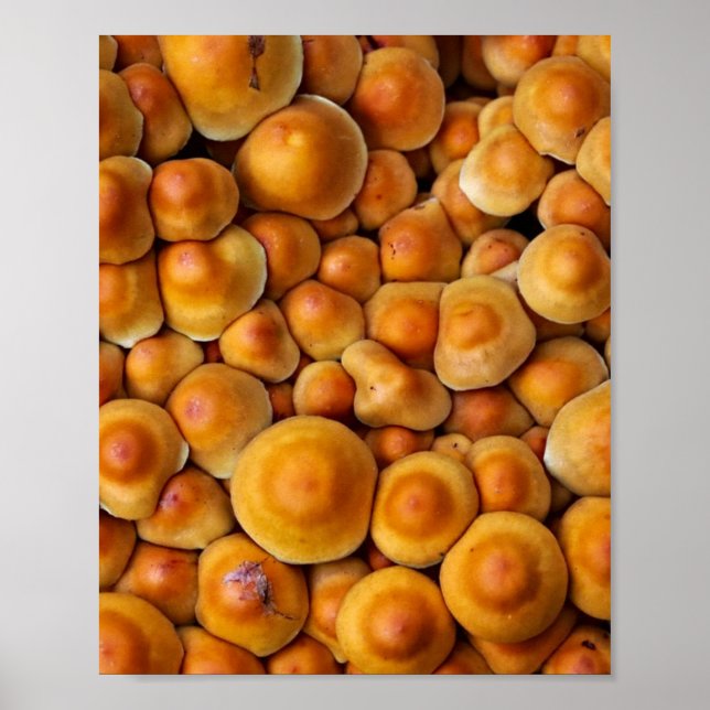 Póster Mushrooms Fungus (Frente)