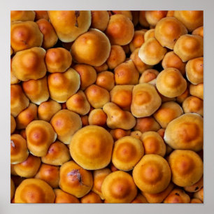 Póster Mushrooms Fungus