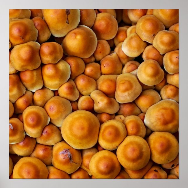 Póster Mushrooms Fungus (Frente)
