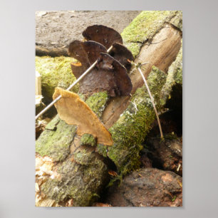 PÓSTER MUSHROOMS GRAN ISLA HAWAII