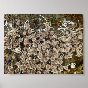PÓSTER MUSHROOMS GRAN ISLA HAWAII