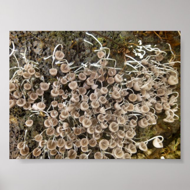 PÓSTER MUSHROOMS GRAN ISLA HAWAII (Frente)