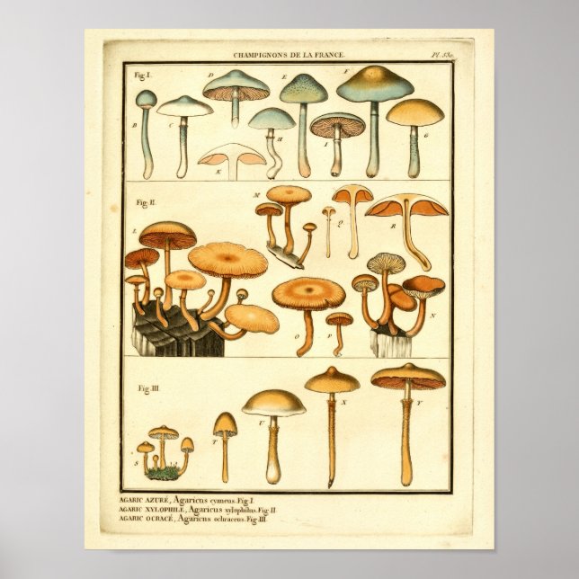 Póster Mushrooms Naranja Blue French Art Print (Frente)