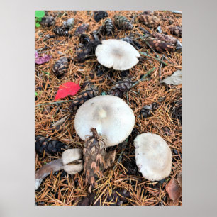 Póster Mushrooms & Pine Cones
