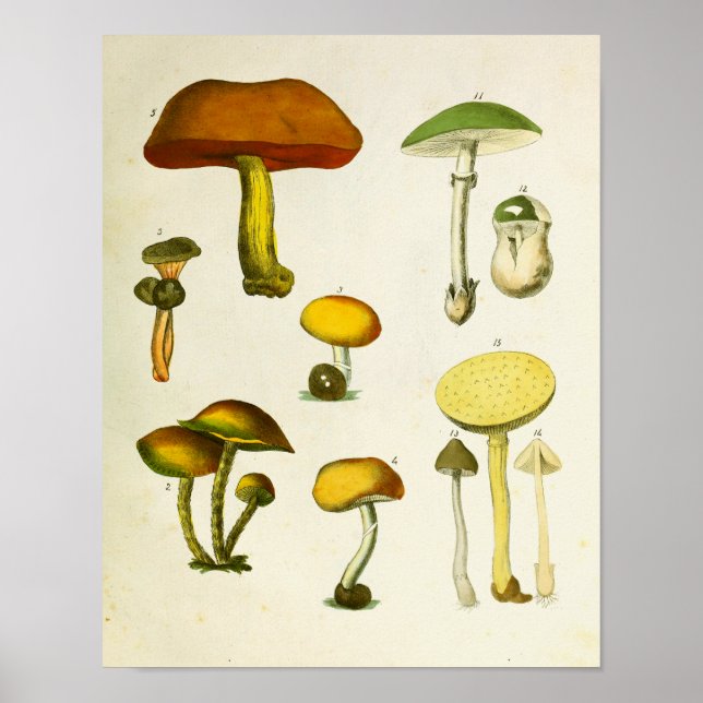 Póster Mushrooms vintage 1839 Art Print Yellow Green (Frente)