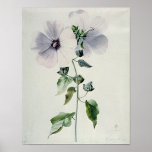 Póster Musk Mallow, siglo XVIII