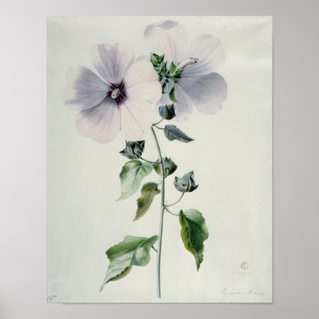 Póster Musk Mallow, siglo XVIII (Frente)