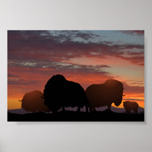 Póster Musk Ox