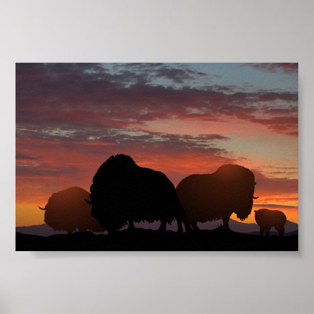 Póster Musk Ox (Frente)