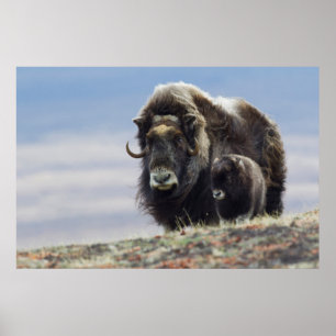 Póster Musk Ox con ternera