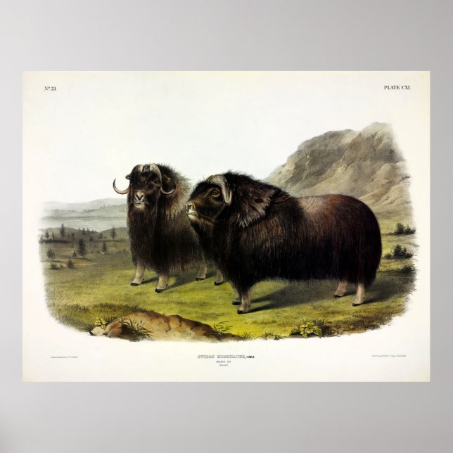 Póster Musk Ox (Ovibos Moschatus) (Muskox) por Audubon (Frente)