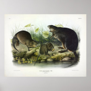 Póster Musk-Rat, Muskrat, Ondatra zibethicus, de Audubon