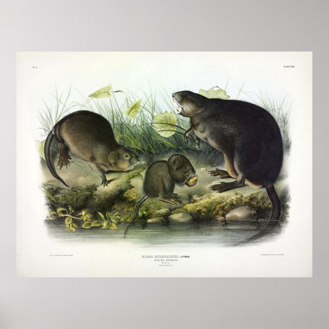 Póster Musk-Rat, Muskrat, Ondatra zibethicus, por Audubon (Frente)