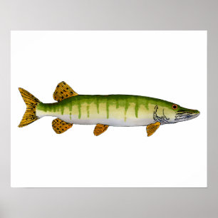 Póster Muskellunge (Muskie)