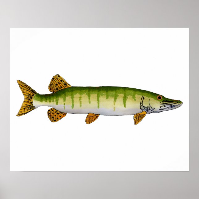Póster Muskellunge (Muskie) (Frente)