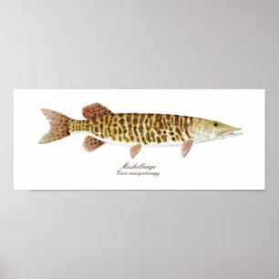 Póster Muskie art poster