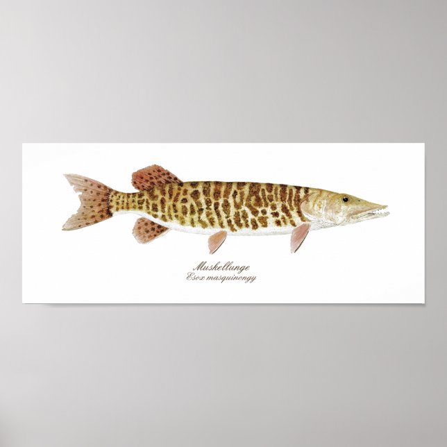 Póster Muskie art poster (Frente)