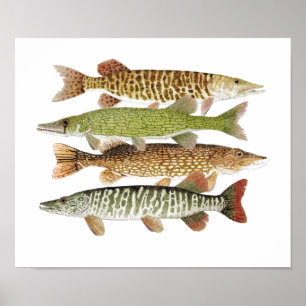 Póster Muskie, Pike, Tiger y Pickerel II