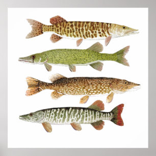 Póster Muskie, Pike, tigre y Pickerel