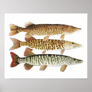 Póster Muskie, Pike y tigre