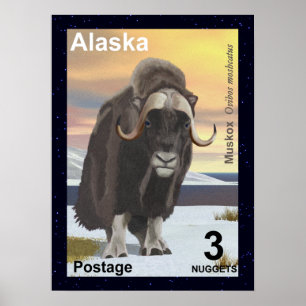 Póster Muskox