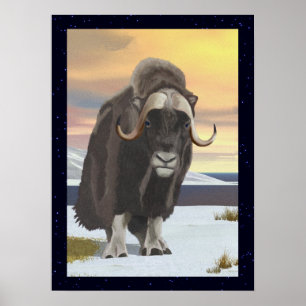 Póster Muskox
