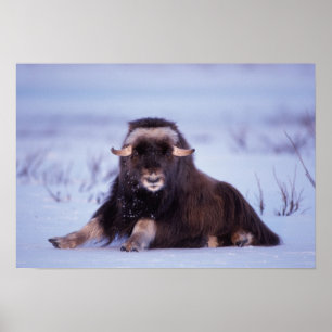 Póster muskox, moschatus del Ovibos, toro joven en