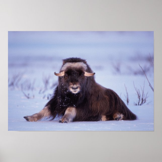 Póster muskox, Ovibos moschatus, toro joven sobre (Frente)