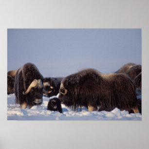 Póster muskox, Ovibos moschatus, toro y vaca con