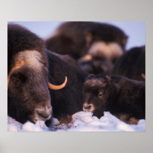 Póster muskox, Ovibos moschatus, vaca con recién nacido,