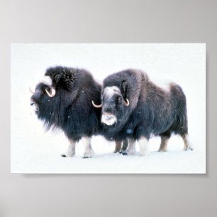 Póster Muskoxen