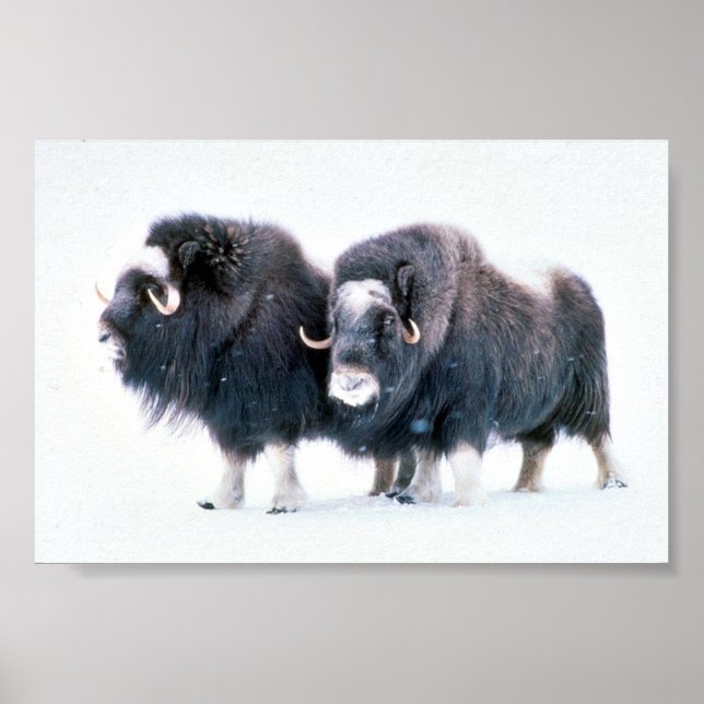 Póster Muskoxen (Frente)