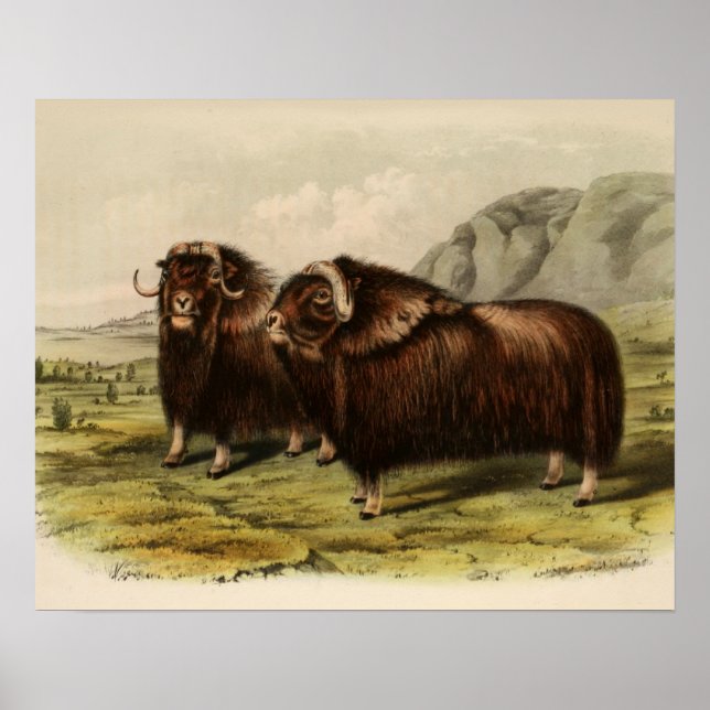 Póster Muskoxen vintage (Frente)