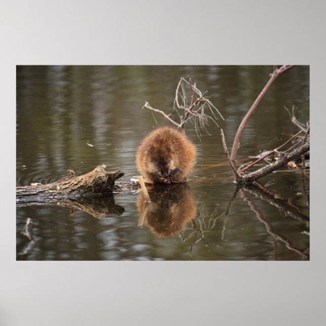 Póster Muskrat (Frente)
