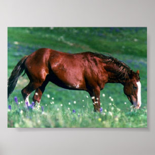 Póster Mustang español