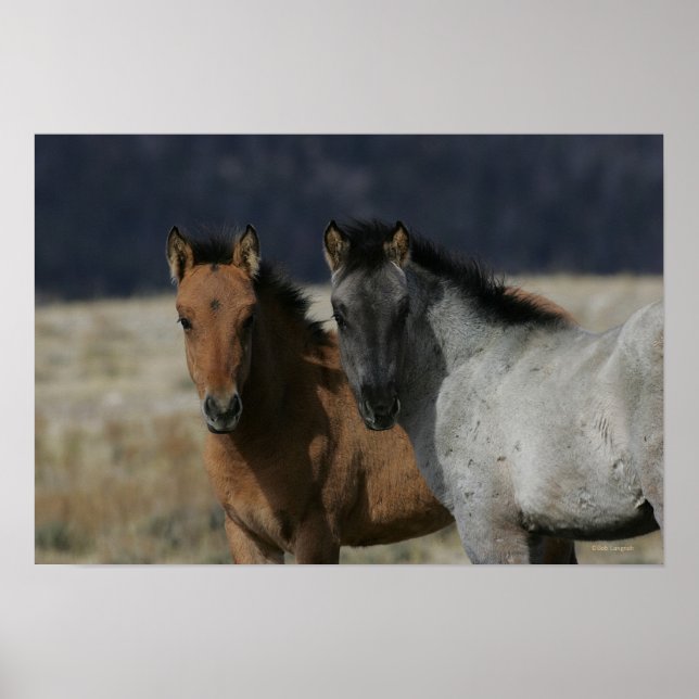 Póster Mustang Foal Headshot (Frente)